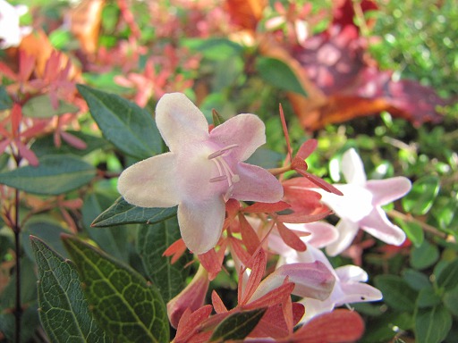 Abélie grandiflora