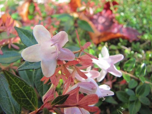 Fleurs d'Abélie grandiflora