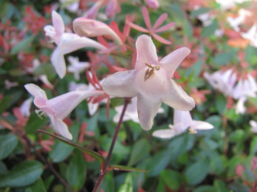 Fleurs d'Abélie grandiflora