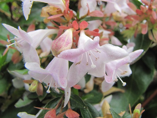 Fleurs d'Abélie grandiflora