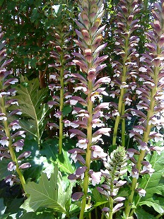 Acanthes