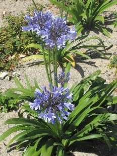 Agapanthe
