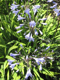 Agapanthe