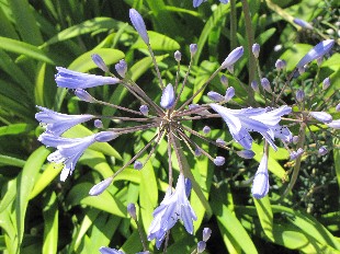 Agapanthes