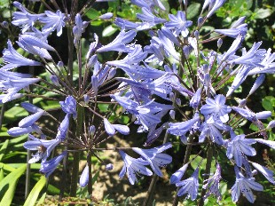 Agapanthe