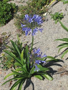 Agapanthes