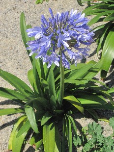 Agapanthes