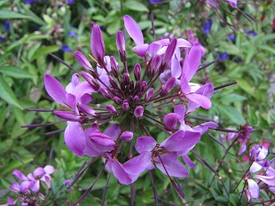 Agapanthe