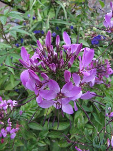Fleur d'Agapanthe