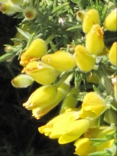 Fleur d'Ajonc d'europe
