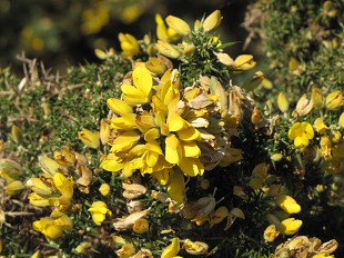 Fleurs d'Ajonc d'europe