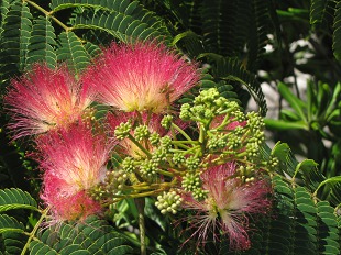 Albizia ou Mimosa de Constantinople