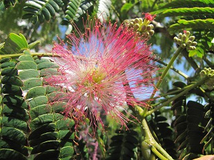 Albizia