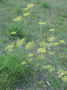 Anethum graveolens