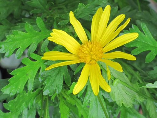 Fleur d'Anthemis