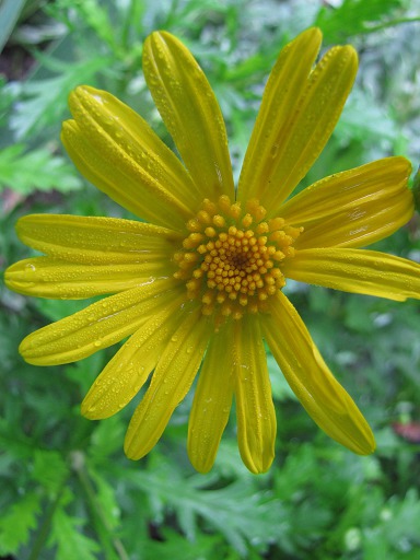 Fleur d'Anthémis