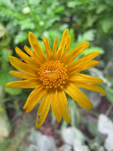 Anthemis