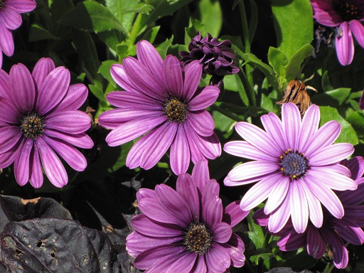 Argyranthemum Frutescens