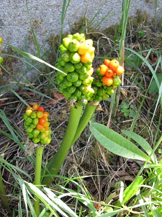 Arum