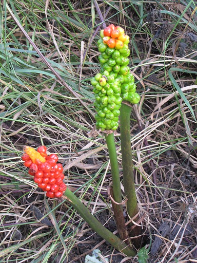 Fleur d'Arum