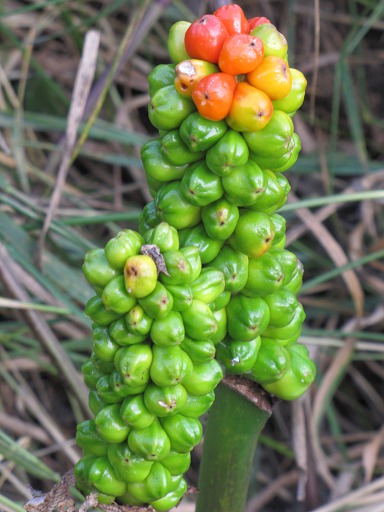 Fleur de Gouet
