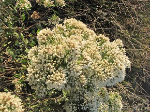 Fleur de Baccharis