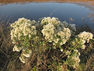 Baccharis