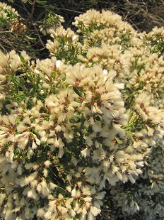 Baccharis