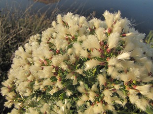 Baccharis halimifolia