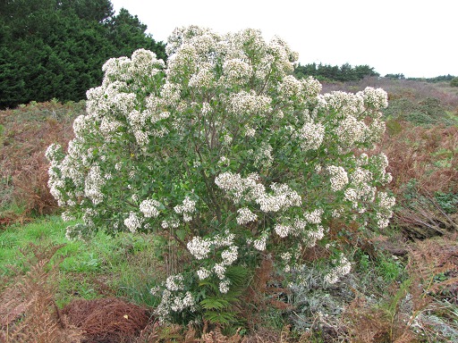 Buisson de Baccharis