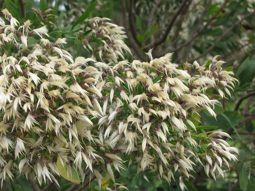 Fleurs de Baccharis