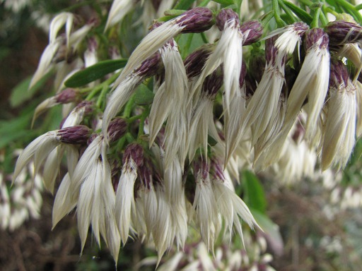 Graines de Baccharis