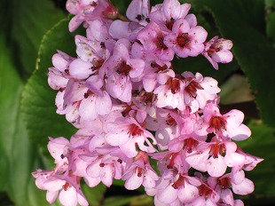 Bergenia