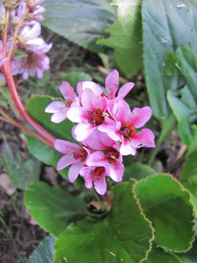 Fleurs de Bergenia