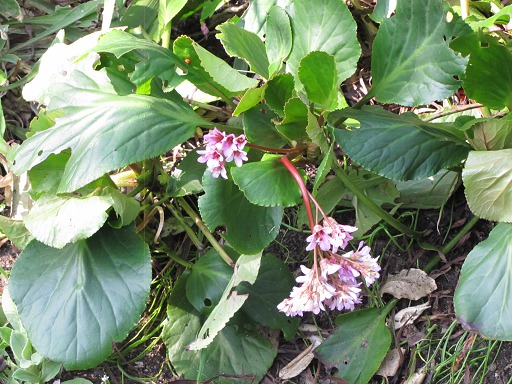 Feuilles de Bergenia