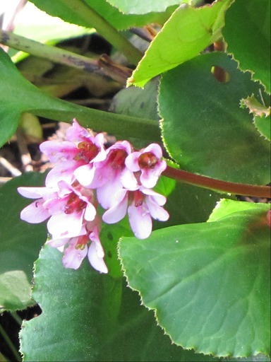 Fleurs de Bergénia