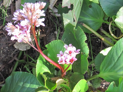 Grandes feuilles de Bergenia