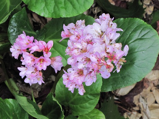 Bergenia en fleurs