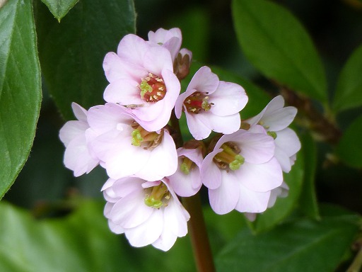 Fleurs de Bergenia