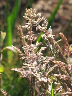 Calamagrostis Commun