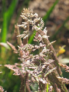 Calamagrostis Commun