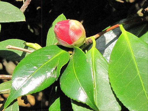 Bouton de fleur de Camelia
