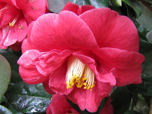 Fleur de Camélia
