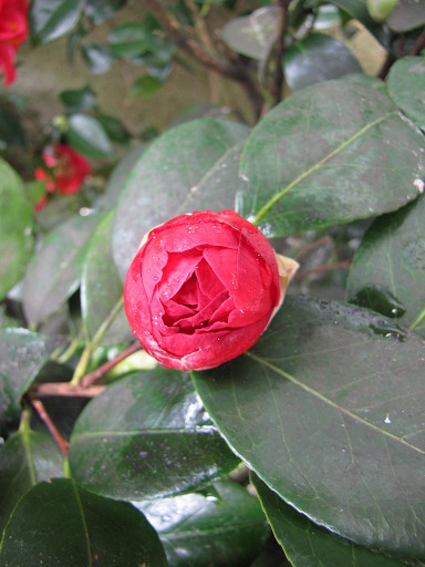 Bouton de fleur de Camelia