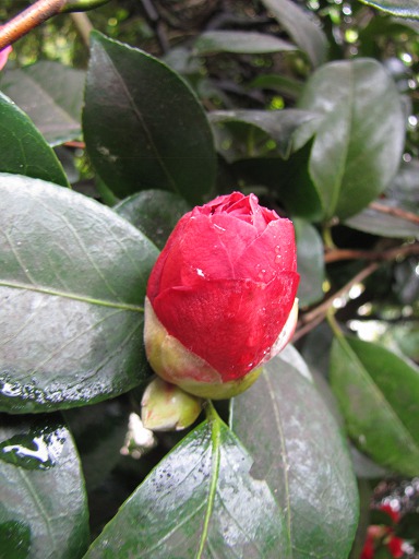 Bouton de fleur de Camelia