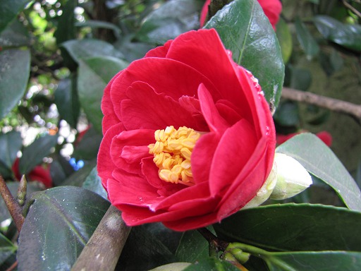 Fleur de Camélia