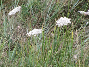 Carottes Sauvages