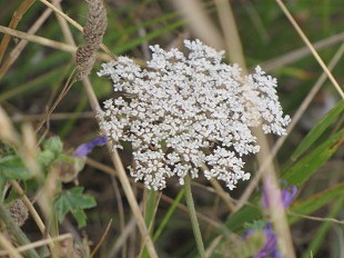 Fleurs de Carotte Sauvage