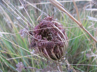 Graines de Carotte Sauvage