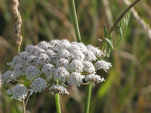 Fleur de Carotte Sauvage